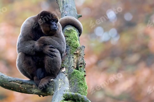 Preview: Lagothrix lagotricha close up sitting on the tree