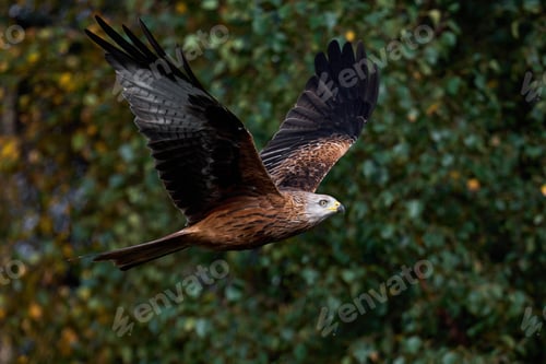 Preview: Red kite (Milvus milvus)