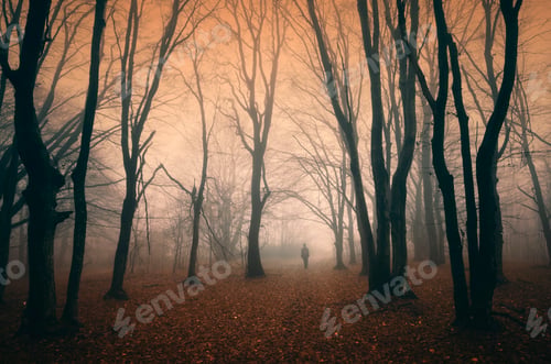 Preview: man in mysterious autumn forest at sunset