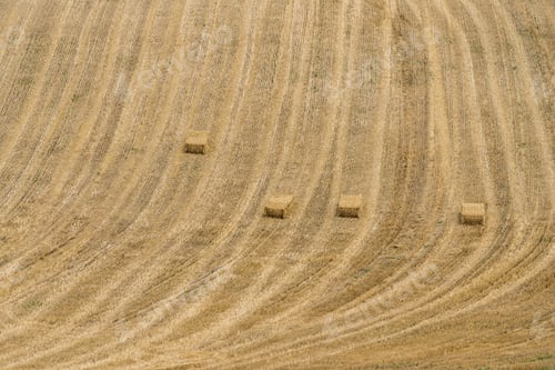 Preview: Harvest on Field