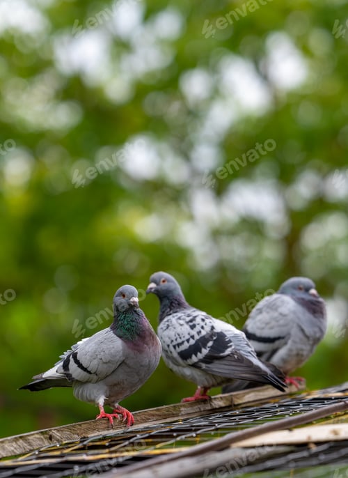 Preview: three birds perched on top of roof near trees and sky