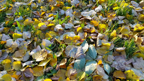 Preview: Autumn background with green grass and fallen leaves