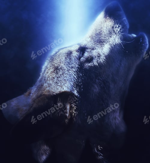 Preview: Closeup shot of the howling of the Iberian wolf