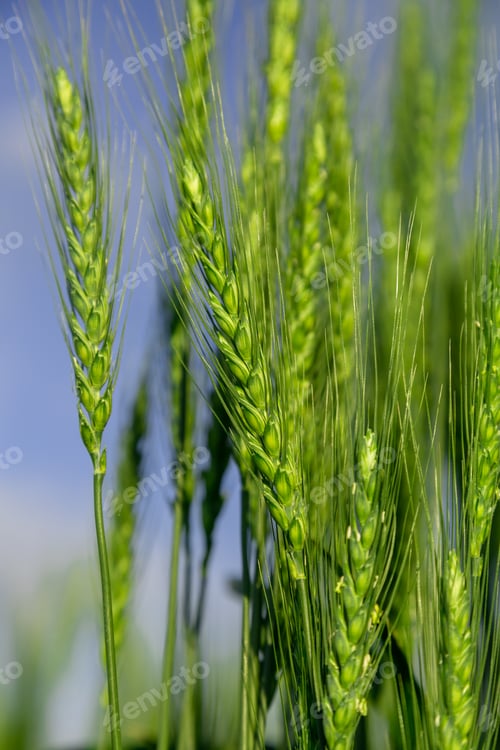 Preview: Green wheat field close up image. Agriculture scene
