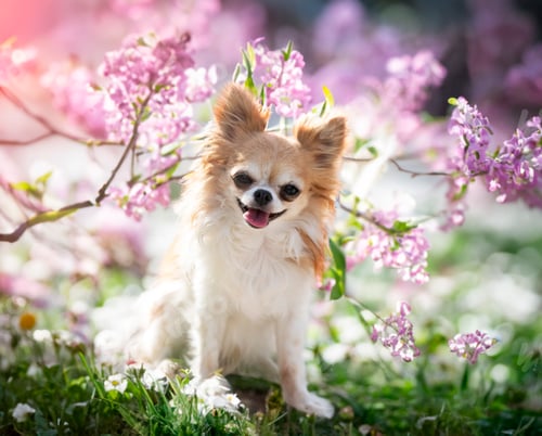 Preview: chihuahua in nature