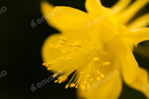 Preview: Flowers
