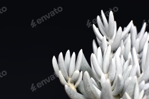 Preview: Beautiful White Senecio Haworthii Succulent House Plant On Dark Black Background