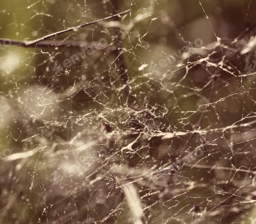 Preview: Spider Web Dense In Nature