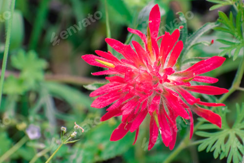 Preview: Close up of Indian paintbrush (Castilleja) wildflower