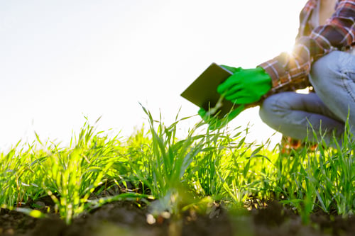 Preview: female agronomist with a digital tablet in her hands checks young shoots in the field