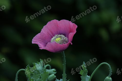 Preview: Red and purple poppy on a dark background