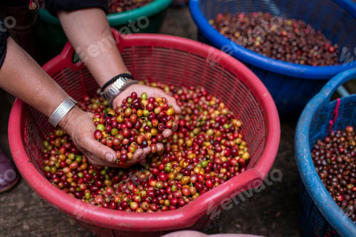 Preview: Coffee farmer or worker holding coffee beans on hands checks the quality of bean before take to roas