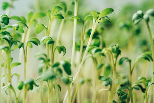 Preview: Tray with young parsley sprouts close-up