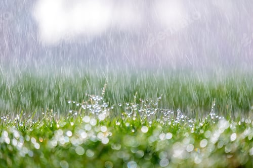 Preview: Closeup of rain droplets falling down on green grass in summer.