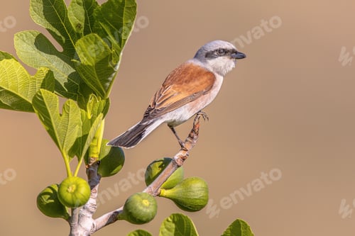 Preview: Red Backed Shrike perched on branch