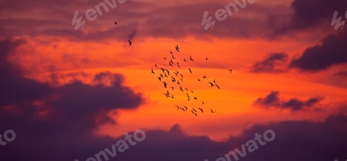 Preview: Bird migration