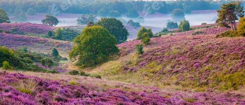 Preview: Posbank National park Veluwe, purple pink heather in bloom, blooming heater on the Veluwe