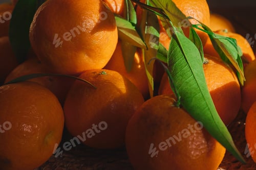 Preview: Close-up on fresh tangerines harvested at the farm