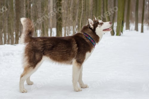 Preview: Siberian husky exploring snowy forest path