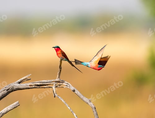 Preview: Southern carmine bee-eater birds perched atop a dead tree branch in Botswana Safari.