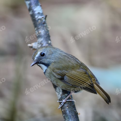 Preview: White-gorgeted Flycatcher