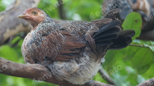 Preview: Selective focus shot of a Red junglefowl tropical bird sitting on a tree branch