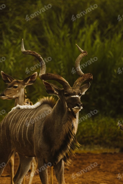 Preview: Kudus