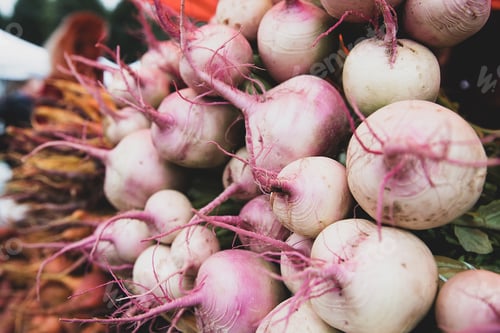 Preview: Farm fresh organic watermelon radish at market