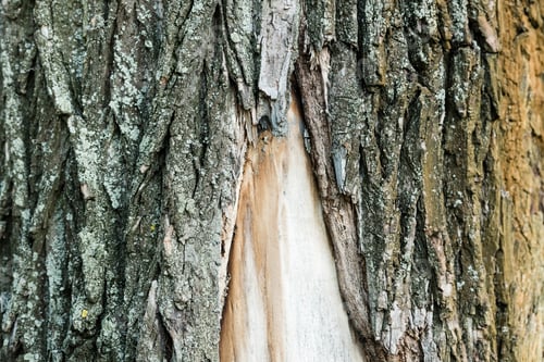 Preview: close up view of rough bark of old tree, ecology concept