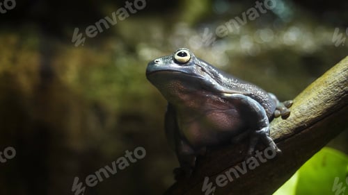 Preview: The Amazing Tree Frog Collection. Amazing green frog on branch in terrarium. Amazing frog camouflage