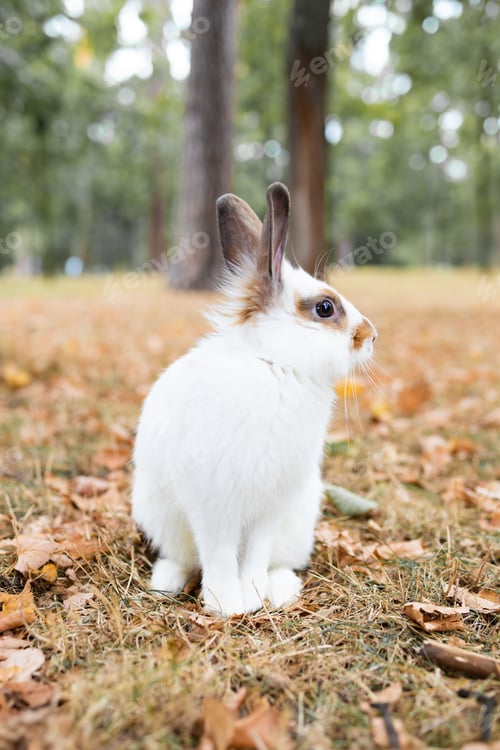 Preview: Autumn landscape. White little rabbit on an autumn meadow in the forest