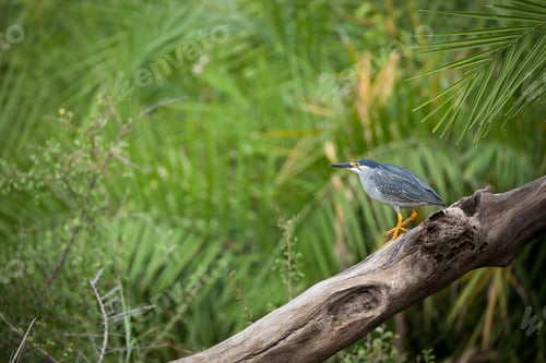 Preview: Green-Backed Heron, Butorides striata, sitting on a log by the river