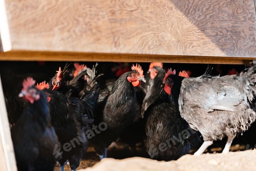 Preview: Group of big black chickens on ground inside a pen house poultry in countryside