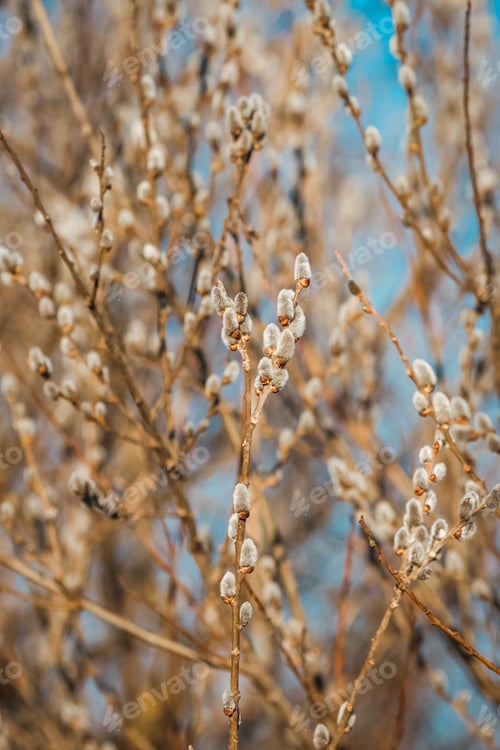Preview: Willow catkins in spring.
