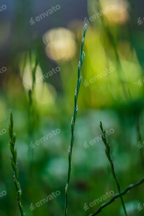 Preview: background green spikelet in the grass