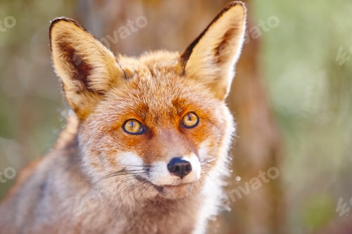 Preview: Fox head with geen background. Wildlife in the forest