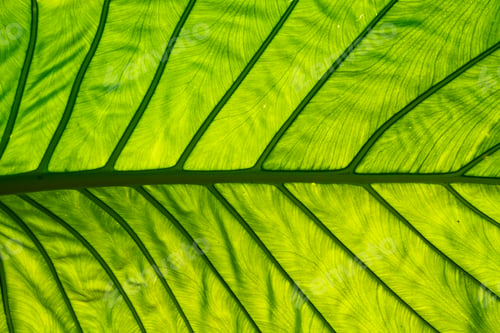 Preview: Earth day and environment ecology, concept, green nature space with plant and tree outside