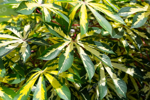 Preview: Cassava plant (Manihot esculenta). Green and yellow leaves