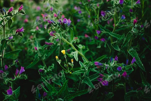 Preview: Field of beautiful and delicate blue and lilac flowers in spring
