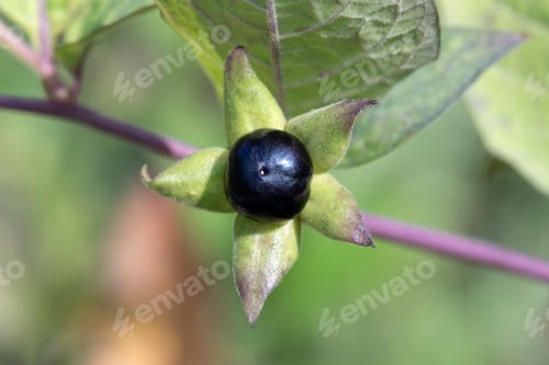 Preview: Fresh Atropa Belladonna berry close up