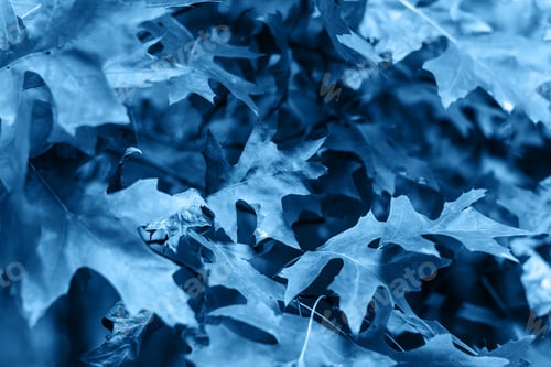 Preview: leaf