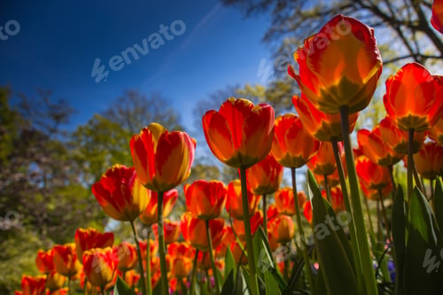 Preview: Orange tulips