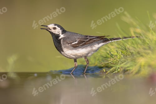 Preview: White wagtail on green grass background