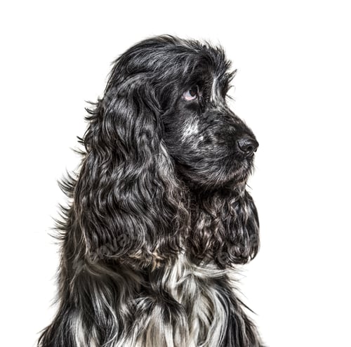 Preview: English Cocker Spaniel , 4, 5 years old, against white background