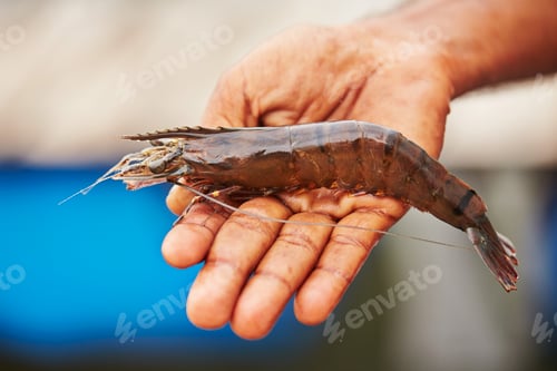 Vista previa: Prawn