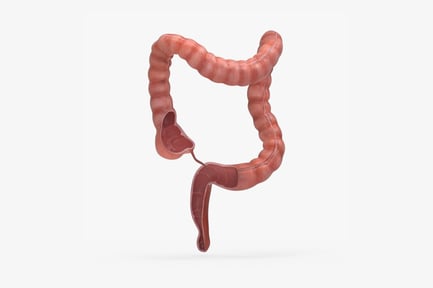 Preview: Human Colon: Large Intestine Anatomy