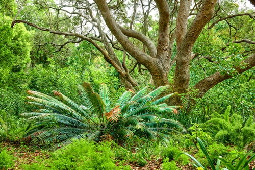 Aperçu: Flowers, plant and trees
