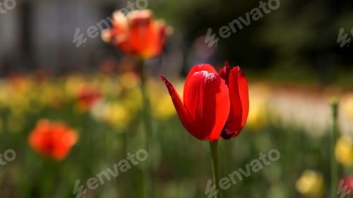 Preview: Close up for tender red tulip buds in a sunny summer day. Stock footage. Beautiful tulip flowers in