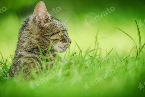 Preview: beautiful tabby cat in the green grass meadow.Summer day.