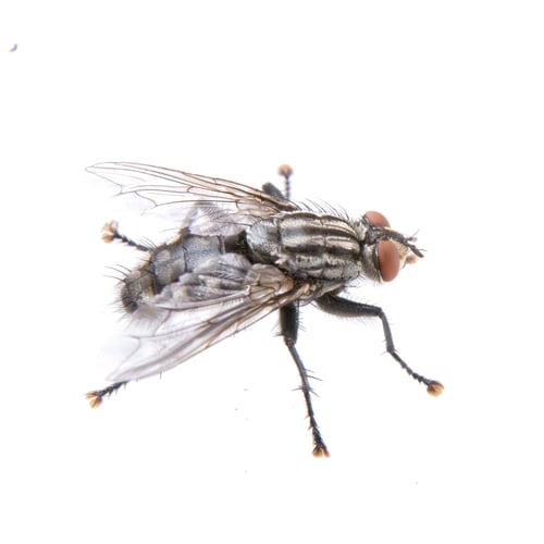 Preview: Black fly on a white background